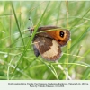 erebia melancholica daghestan female b